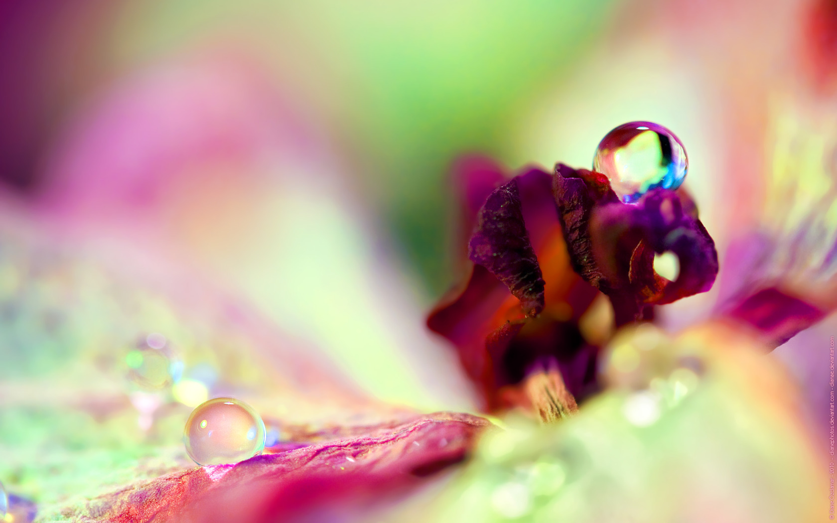 Macro Water Drops On Flower Widescreen Wallpaper Wide