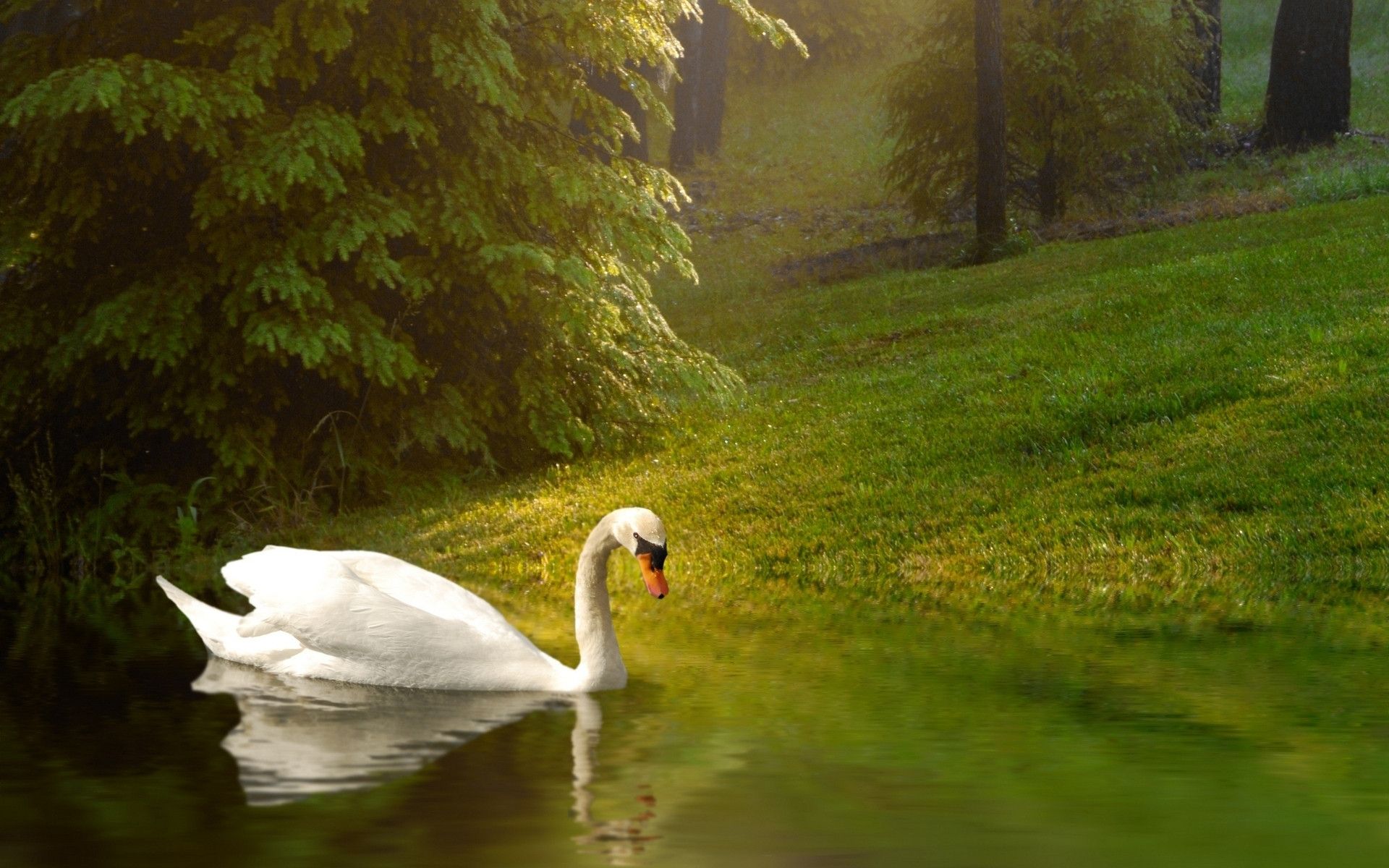 Swan HD Desktop Background Birds