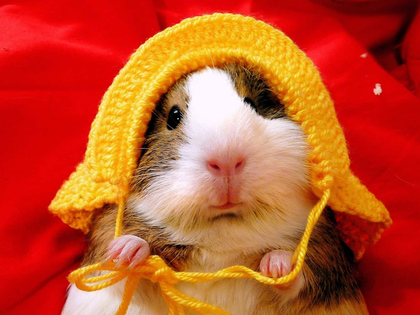 Hamster 9v4sy22gm3onbpxm Wallpaper