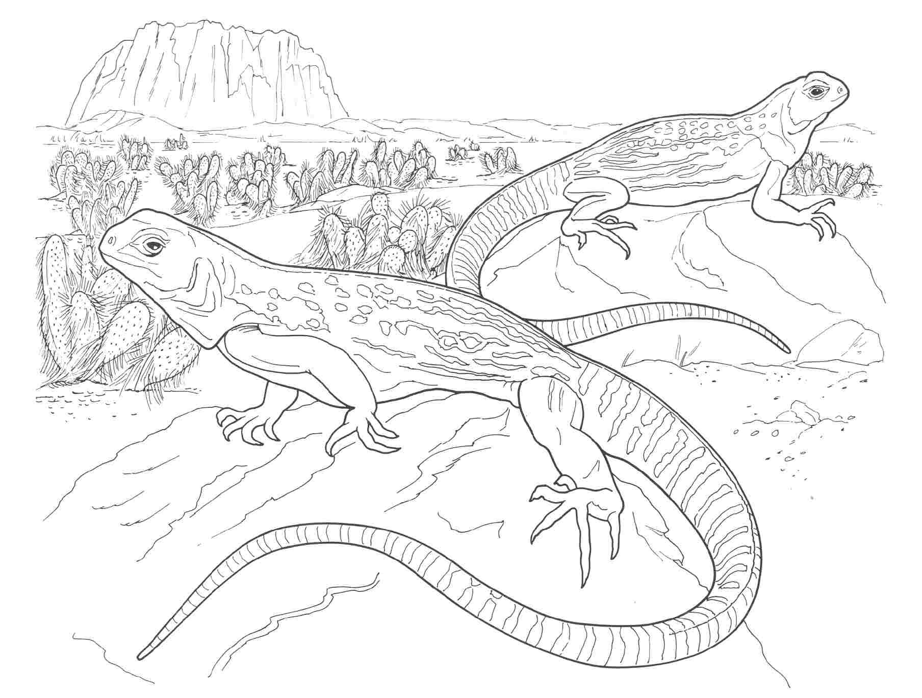 Iguana free printable adult coloring pages   Wallpaper HD   Muscle Car