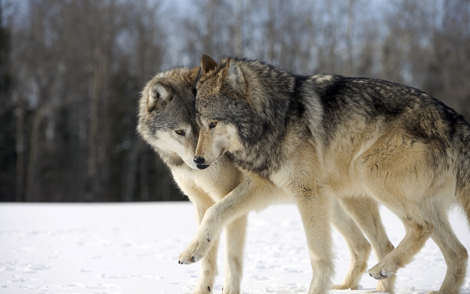 Wolves Wolf Wallpaper