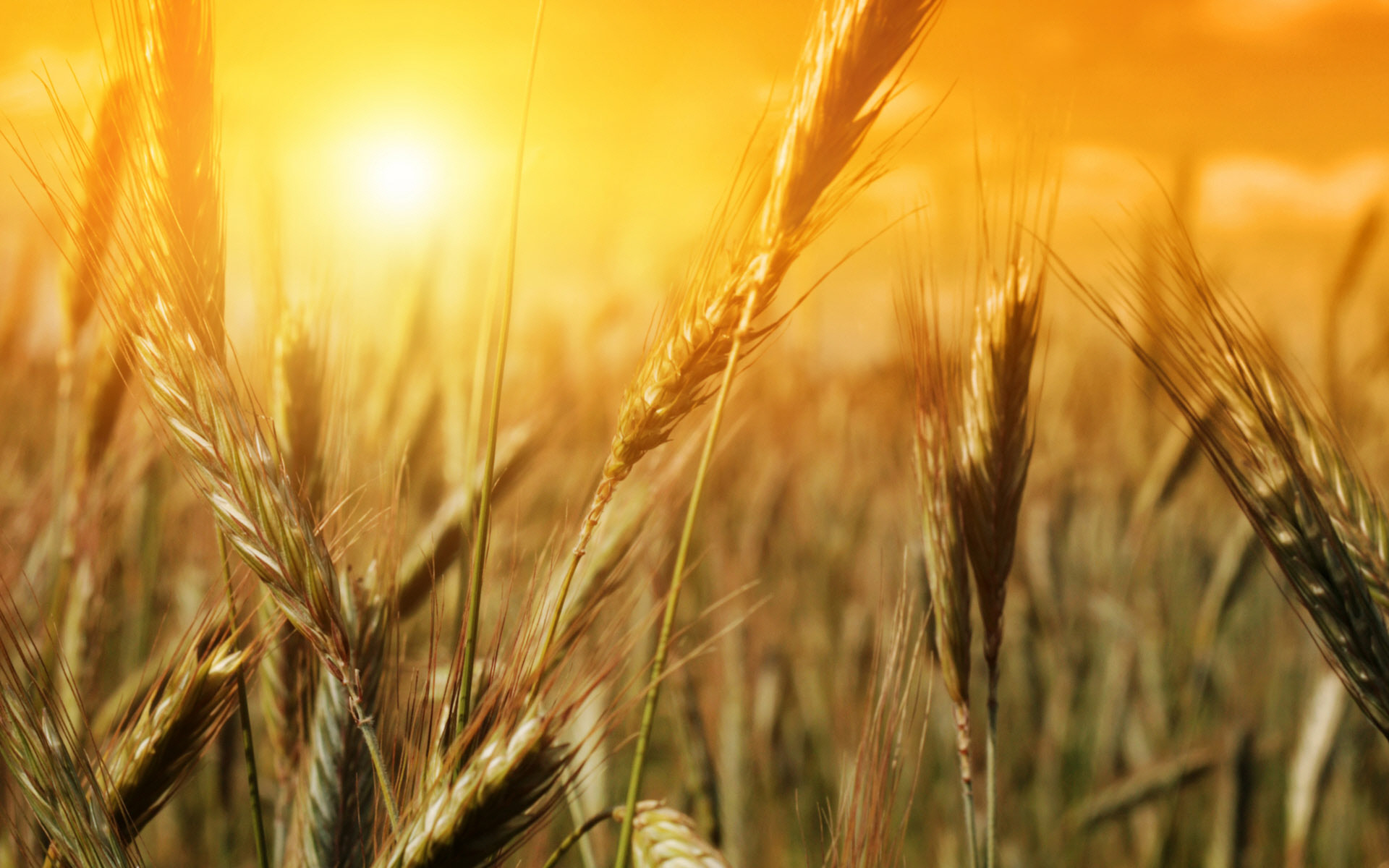 Wheat Field Wallpaper