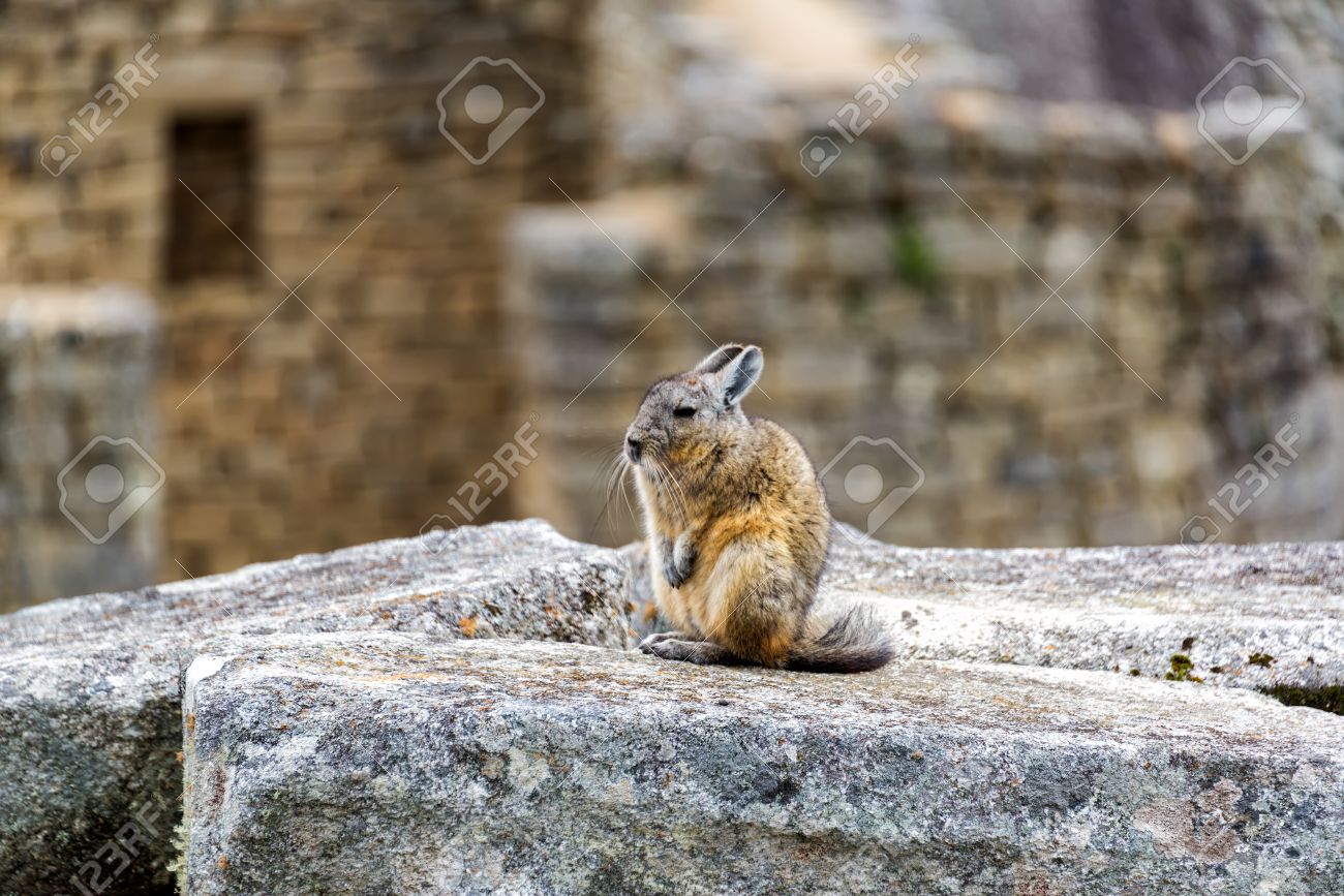 Viscacha A Rodent Related To The Chinchilla Sitting On Ruins