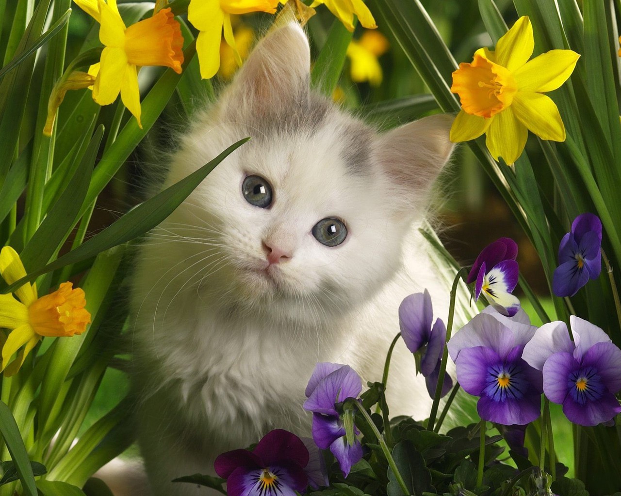kitten and flower Wallpaper