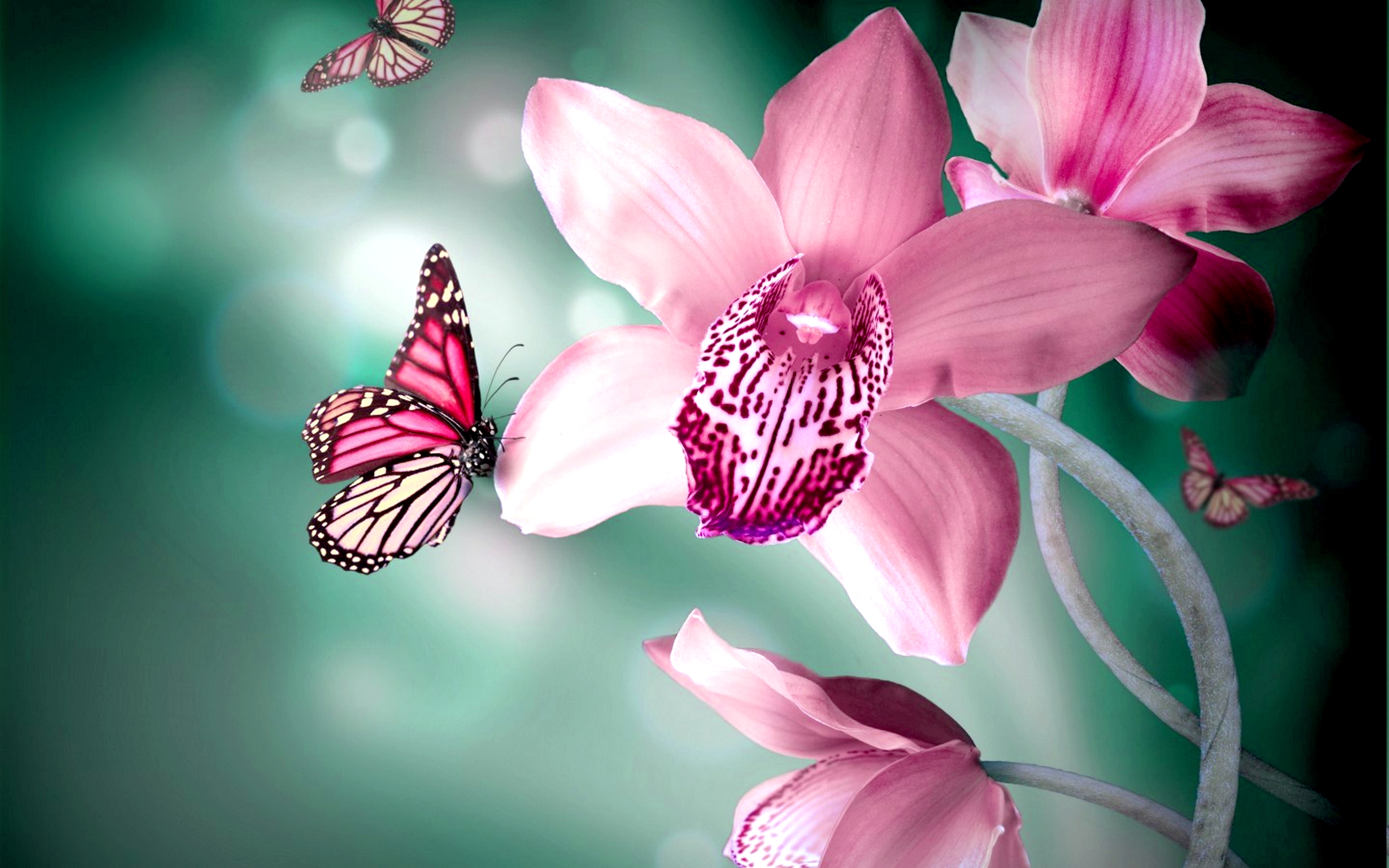 Butterflies Flower HD Animal Wallpaper