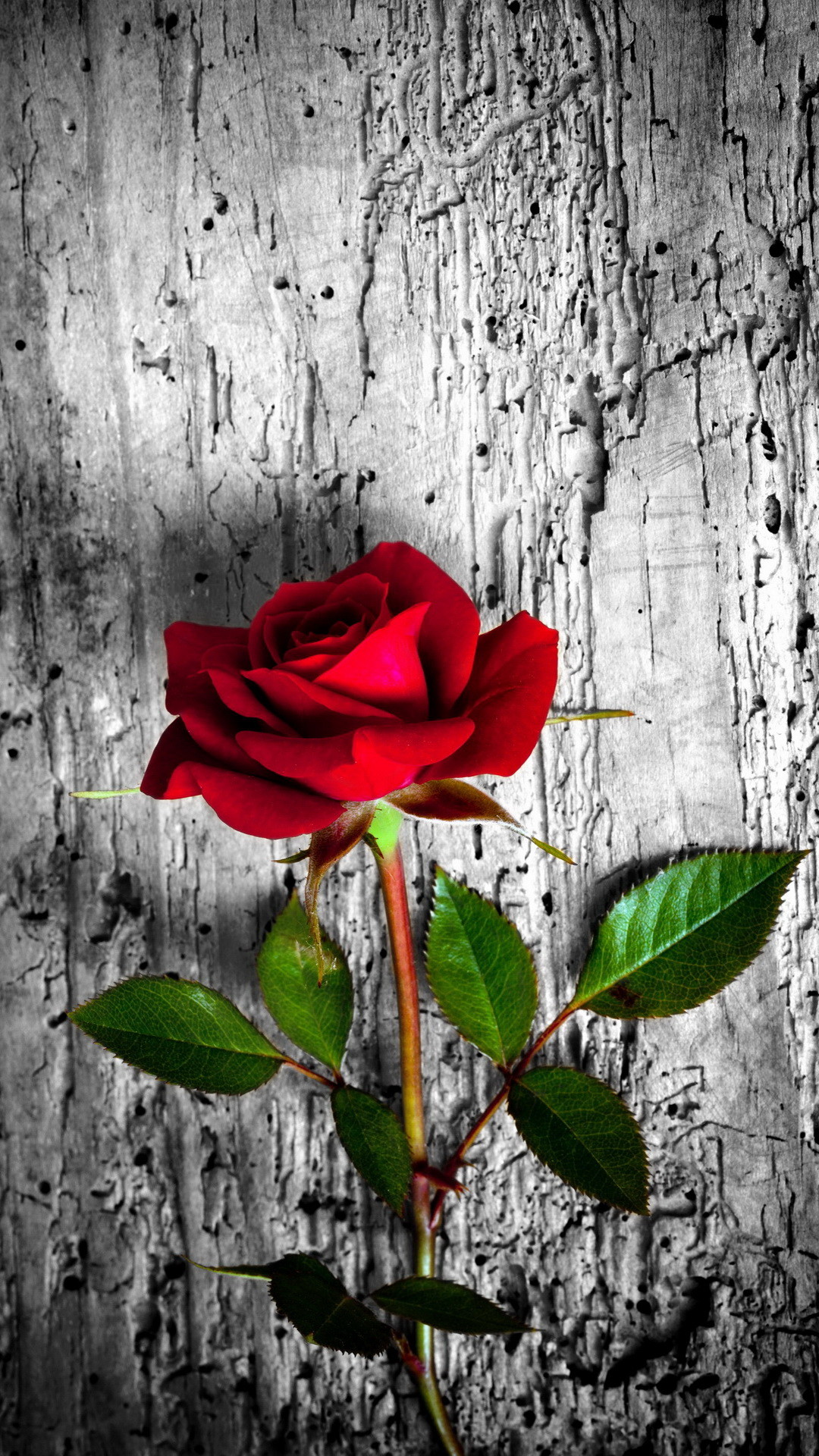 Red Rose Wallpaper