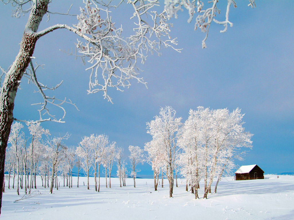 Winter wonderland Dreamy Snow Scene wallpaper 1024x768 NO25 Desktop