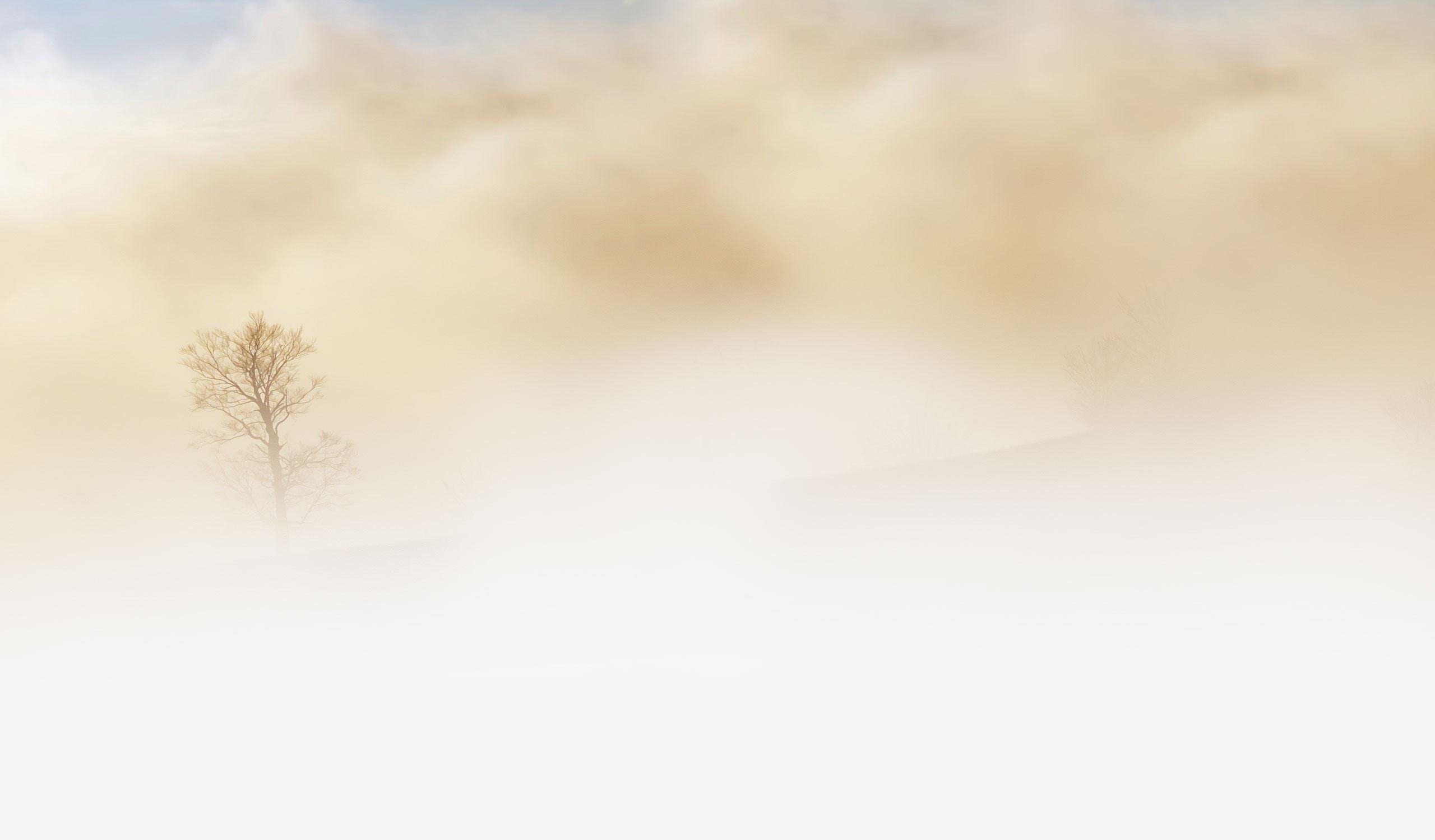 Wallpaper Id Fog Tree Desert Sky Earth Beige 4k