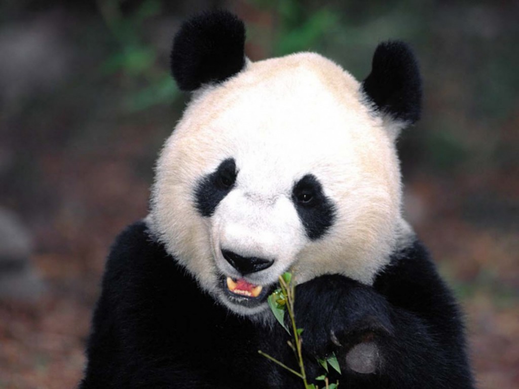 HD Wallpaper Background Of Panda Bear Home Pictures