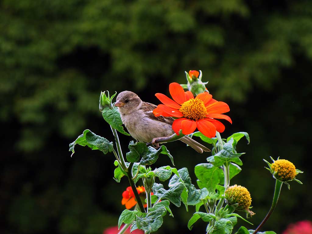 Daily Photo Stream Bird and Flower 1024x768