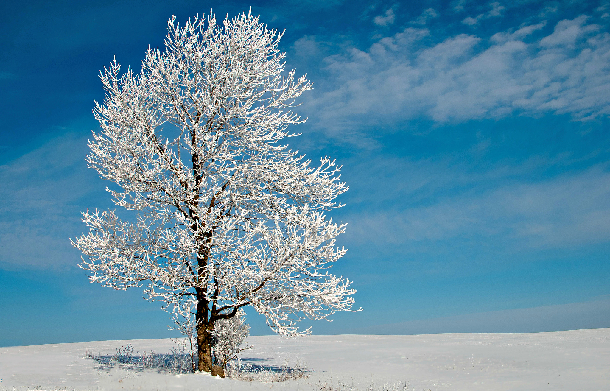 Wallpaper Tree Snow Sunny Day Field Sky Winter Clouds Trees In