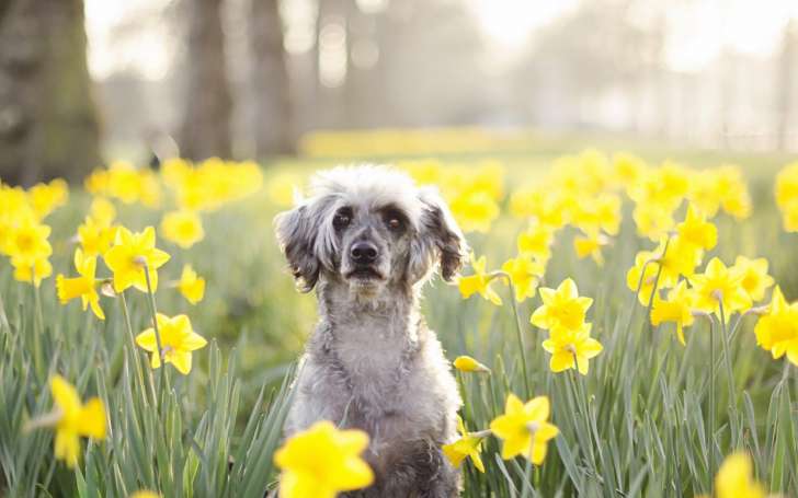 Spring Flowers Yellow Daffodils Dog Mood HD Wallpaper
