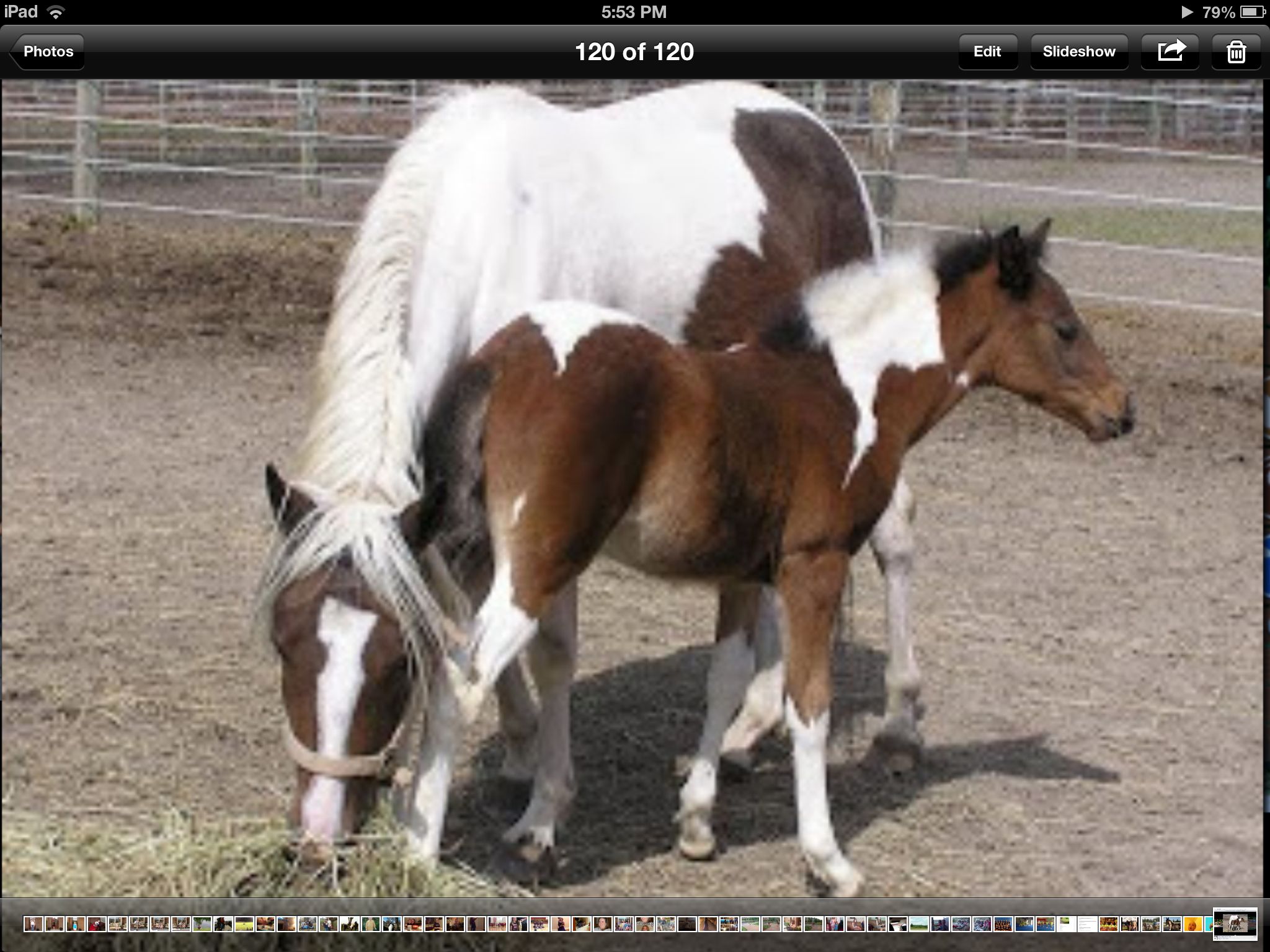 The Mare Is Misty Of Chincoteague And Foal Stormy S