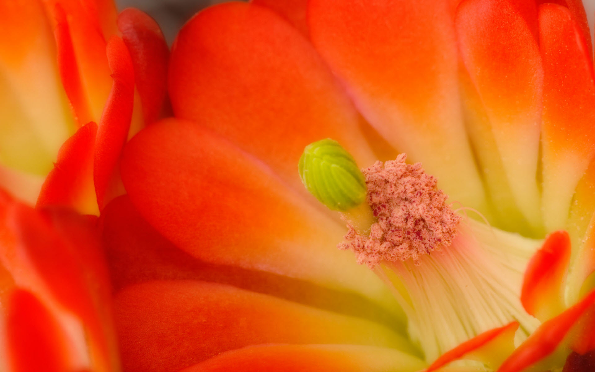Cactus Flower Wallpaper Desktop