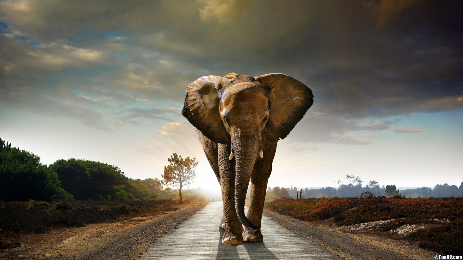 Elephant Wallpapers HD Wallpapers