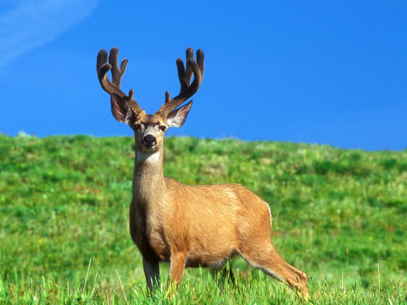 Wallpaper Deer For Computer Pictures Desktop