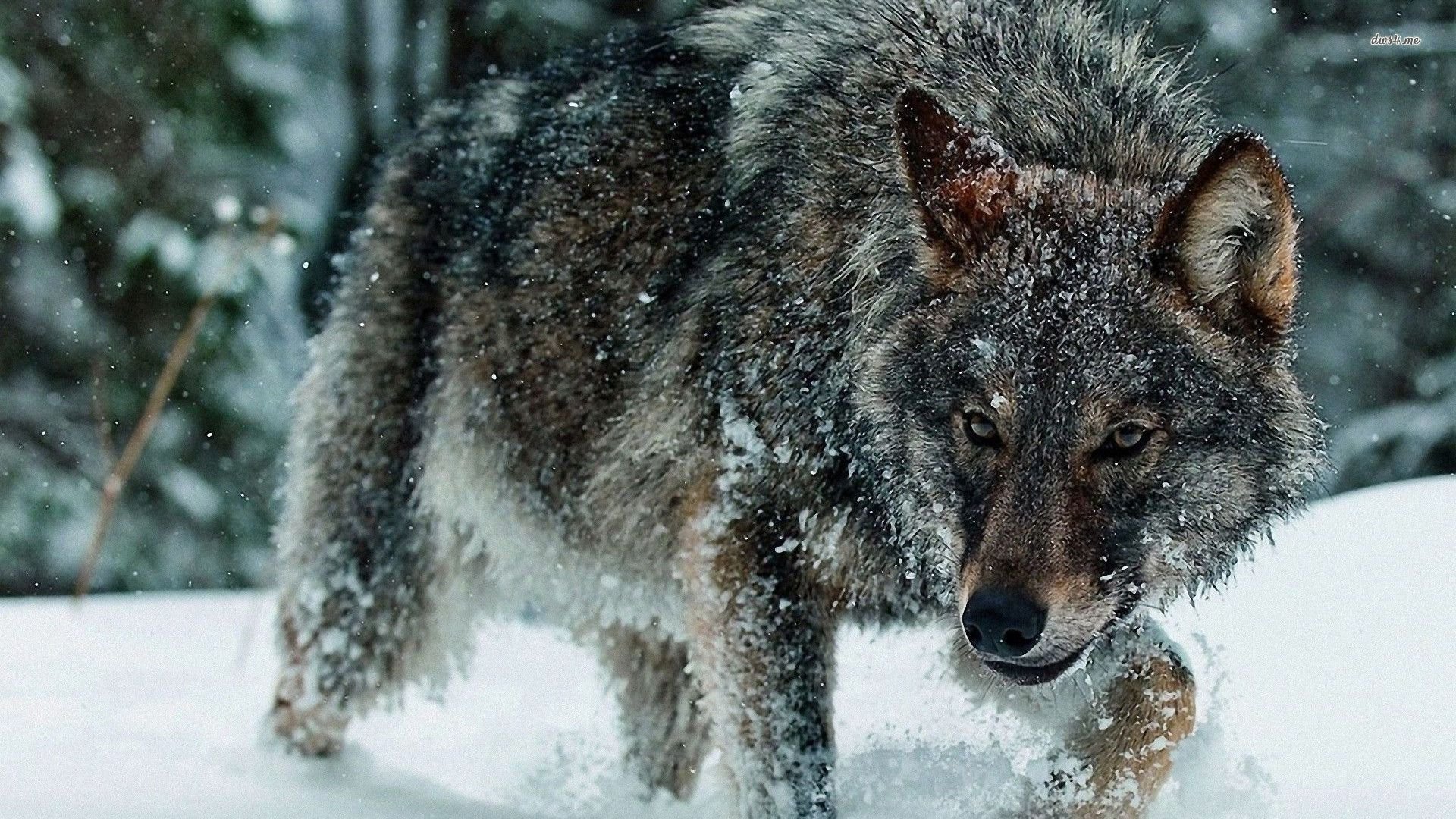 Wolf in the snow wallpaper   Animal wallpapers   23881 1920x1080