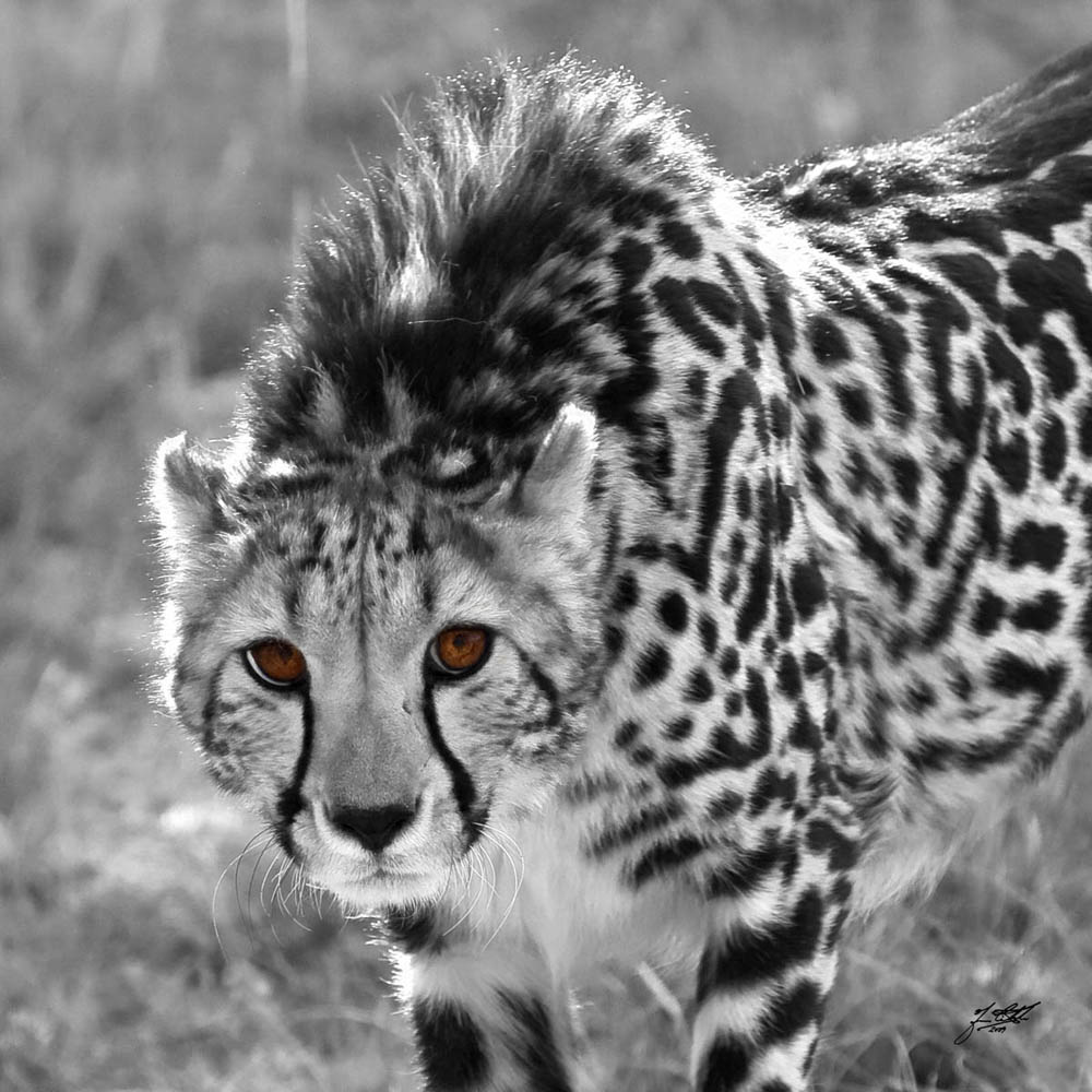 King Cheetah Golden Eye Four Thirds User Photo Gallery