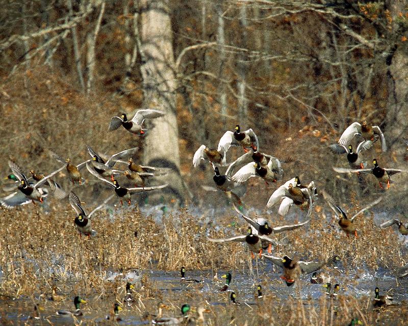 Mississippi S Waterfowl Late Seasons Announced