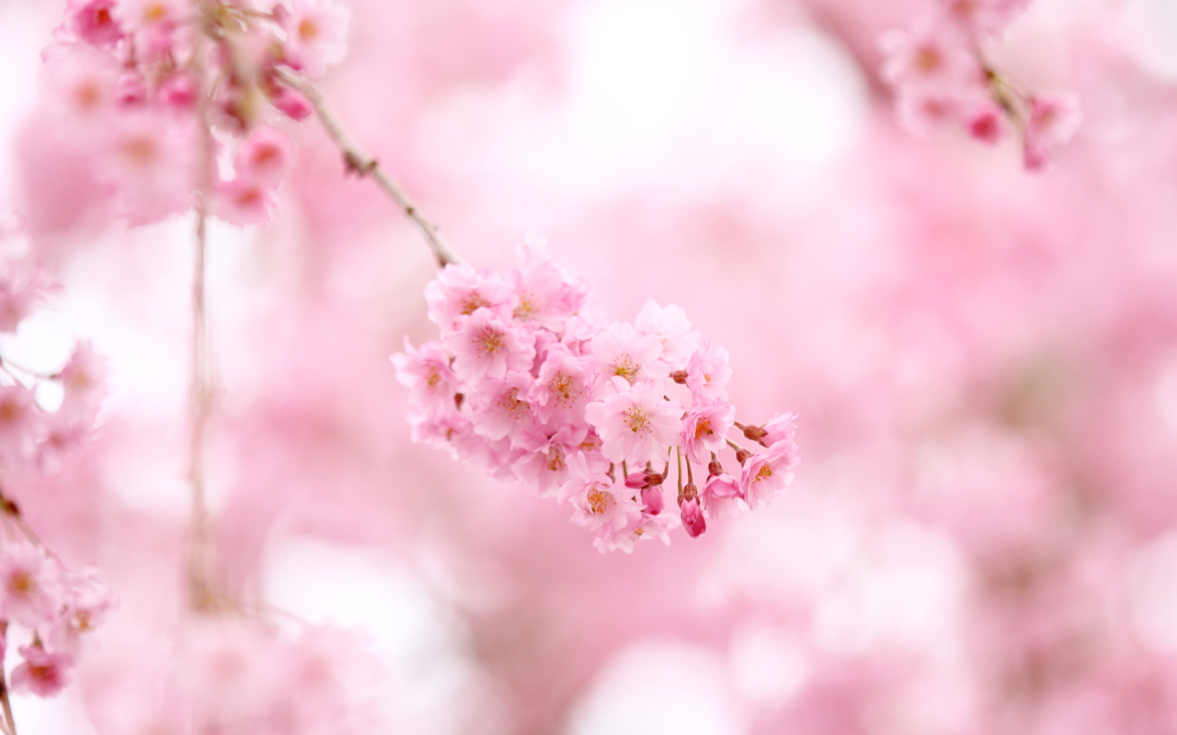 Sat Dec Cet Sakura Flowers Desktop
