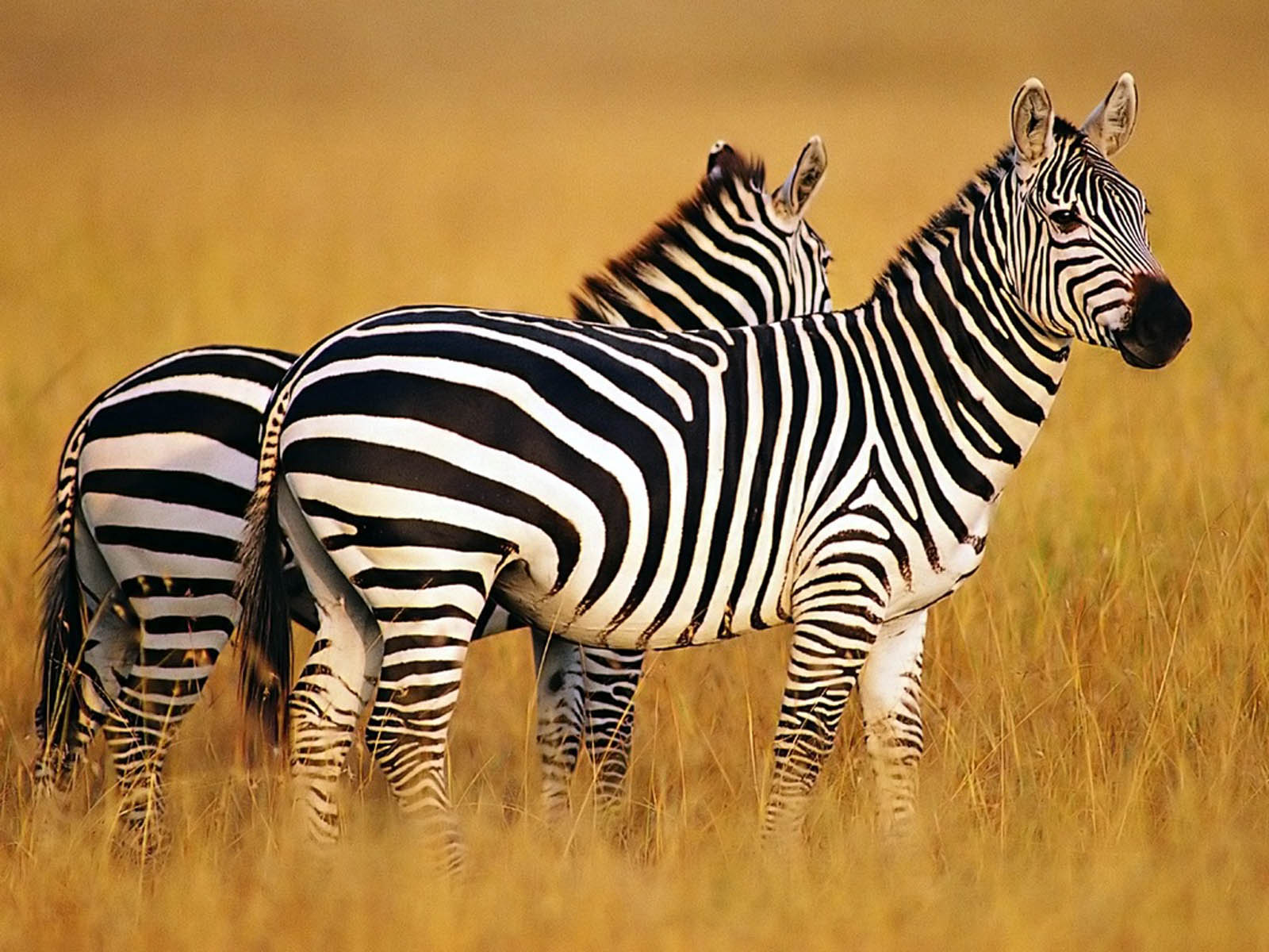 Zebra Wallpaper Background Photos Image And Pictures For