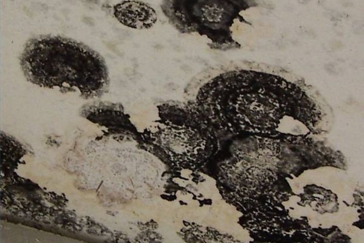 Free download Mold Wallpaper [750x500] for your Desktop