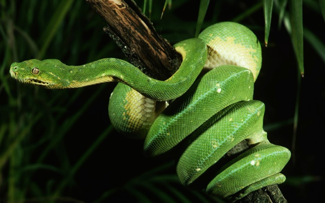 Green Snake On Tree Widescreen HD Wallpaper