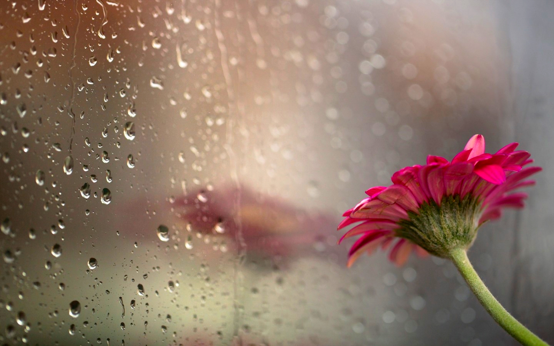 Lovely Rain Wallpaper Px High Resolution