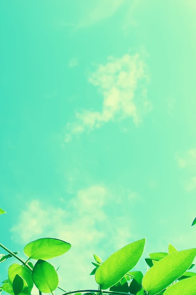 Blue sky and green leaves iPhone Wallpaper iPod Touch Wallpapers