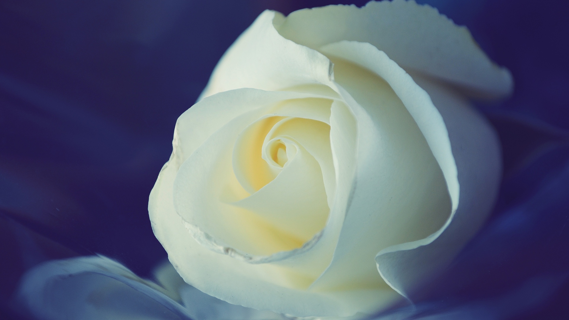 White Rose Wallpaper High Definition Quality