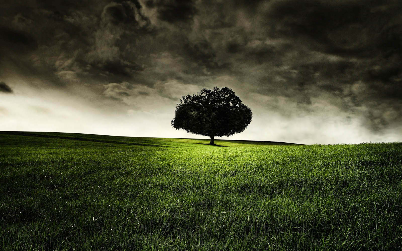 Free Download Lonely Tree Photography Wallpapers 1600x1000 For Your