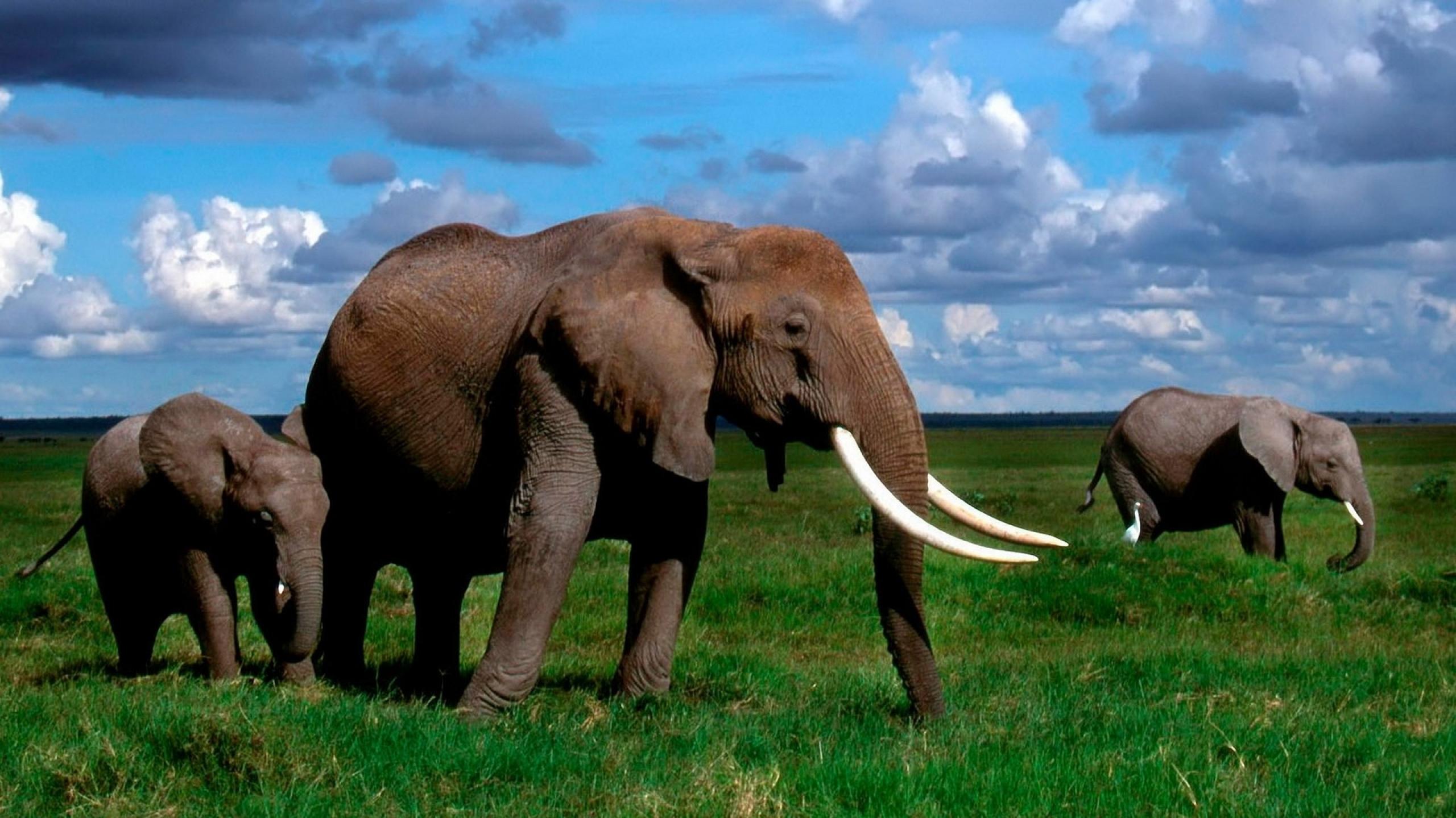 Big elephants in the jungle HD wild animals wallpaper