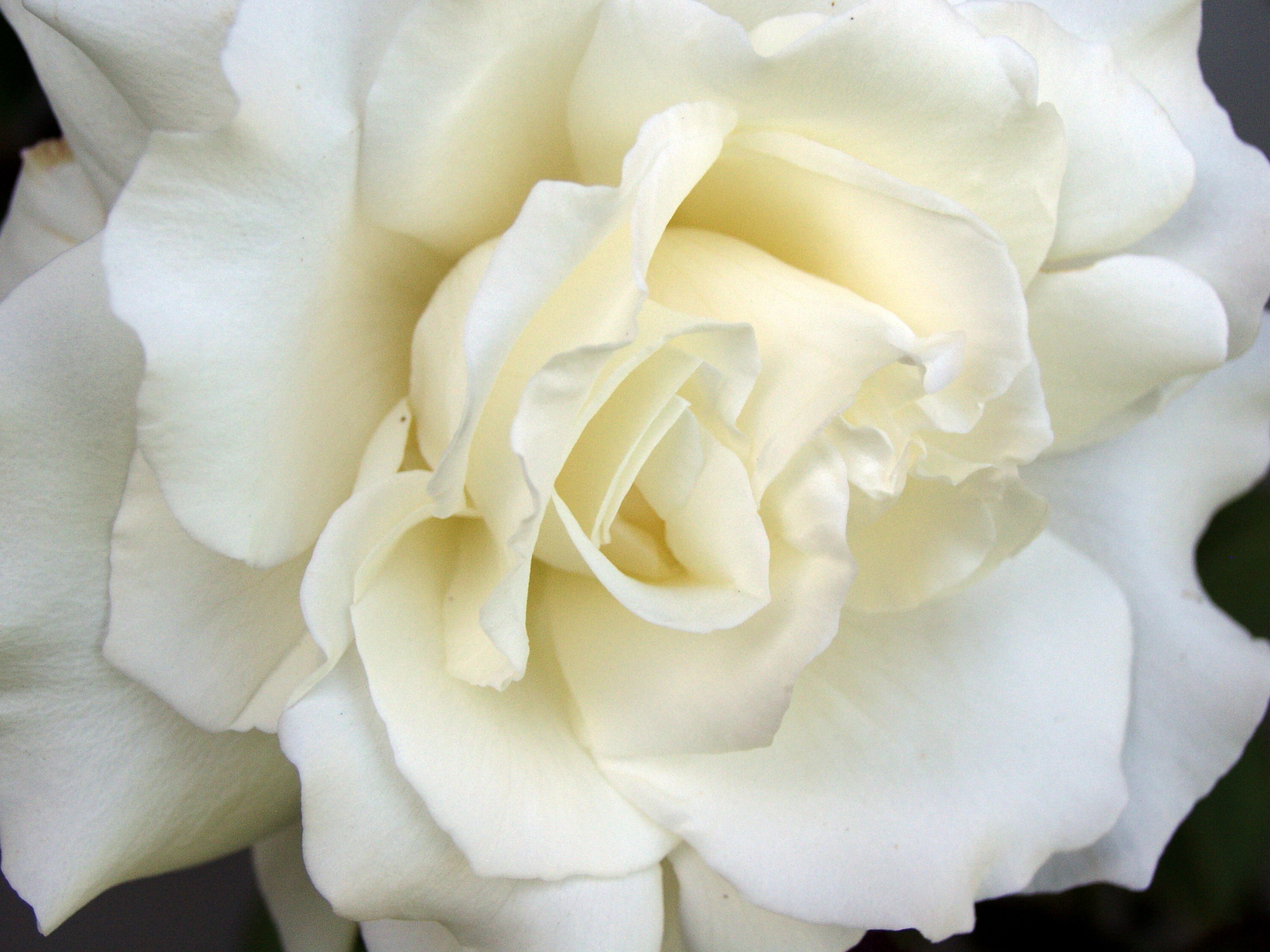 Flowers images White Roses wallpaper photos 25785322