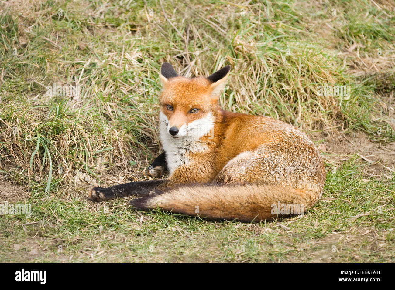 Red Fox Vulpes Vylpes Resting In The Open Showing Black