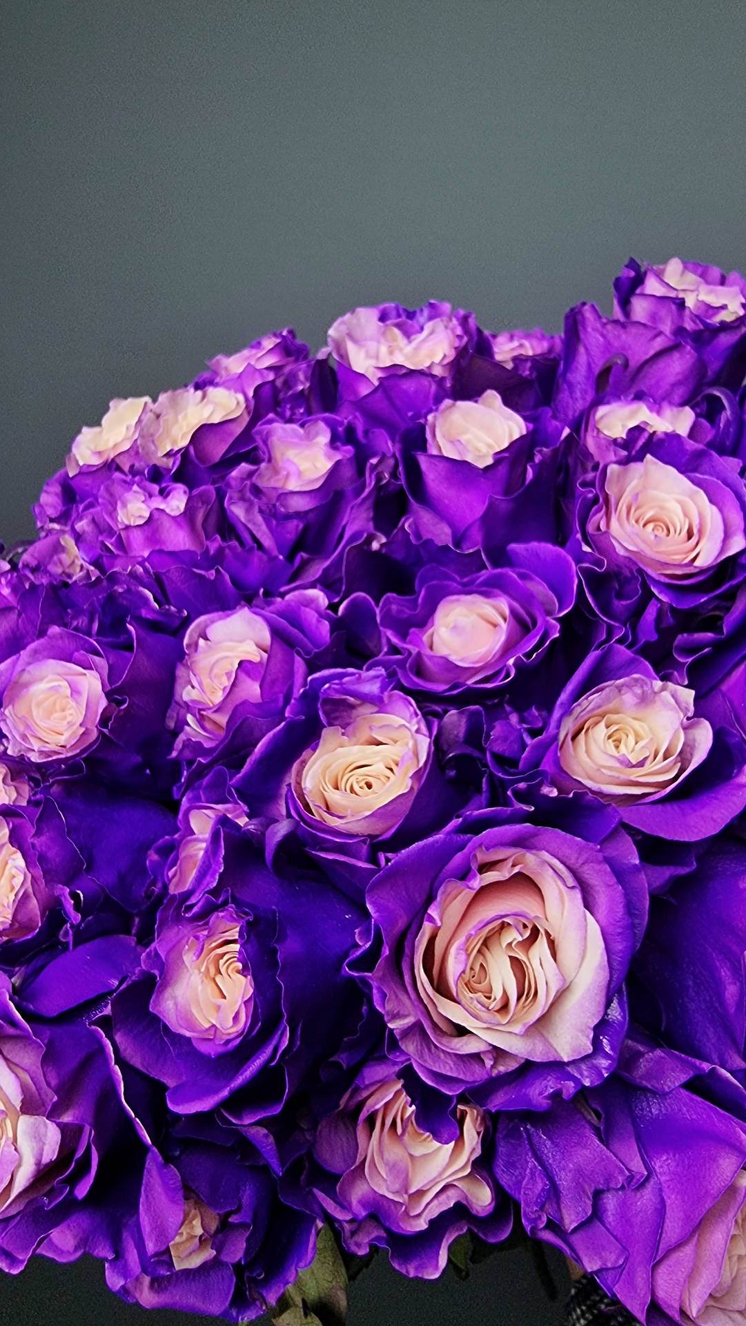 A close-up view of a bouquet of vibrant purple roses with delicate lavender centers, creating a stunning visual contrast