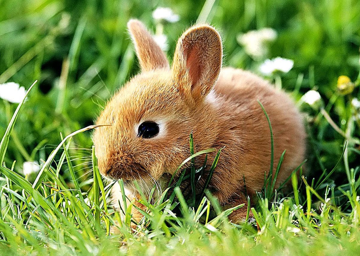 Cute Baby Bunny Wallpaper Animal Ilikewalls