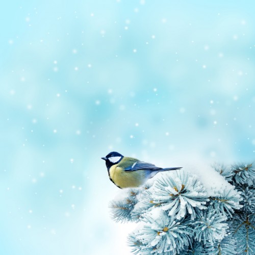 snow bird sketch