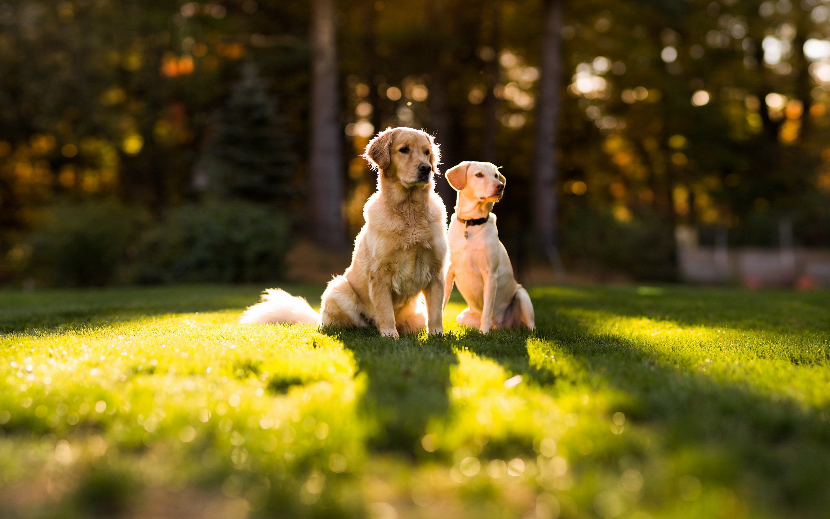 Golden Retriever Dogs Top HD Wallpaper Dog Animals