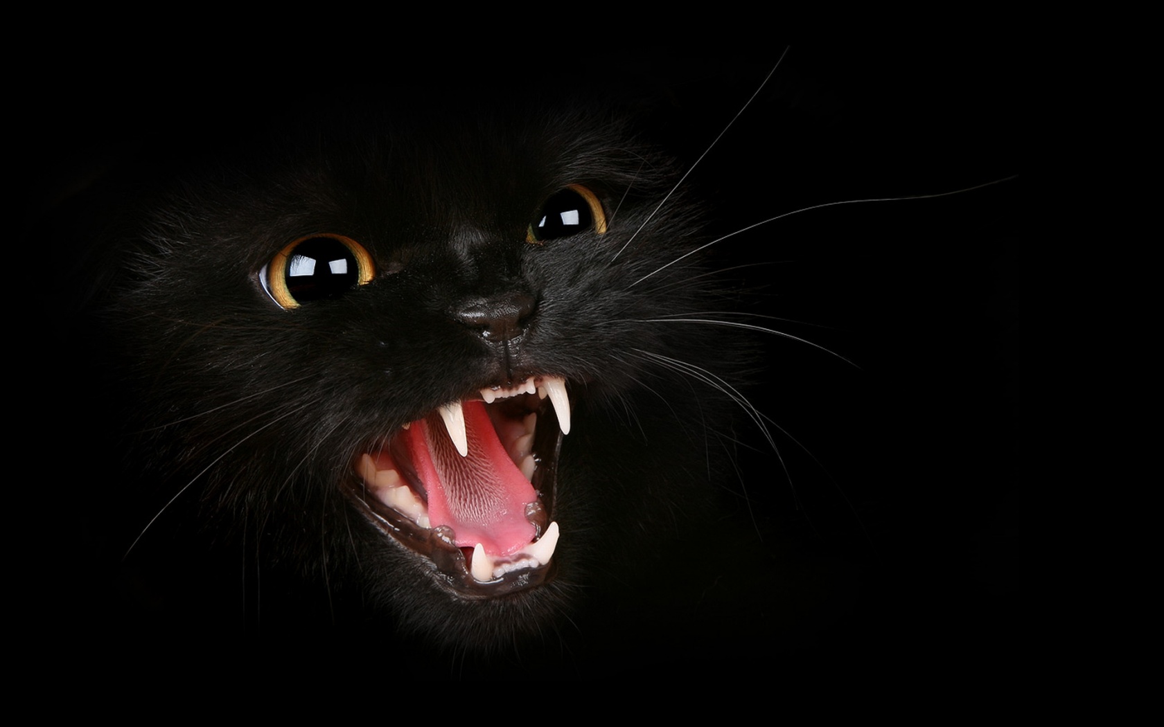 Black Cat Desktop Pc And Mac Wallpaper