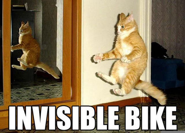 cool funny lol cats wallpapers lolcats n funny pictures of cats i can