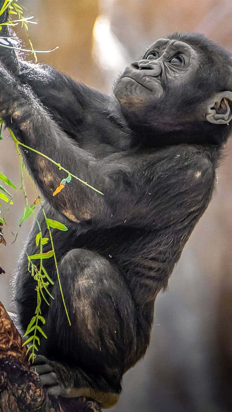 iPhone Xs Gorilla Background Baby Wallpaper