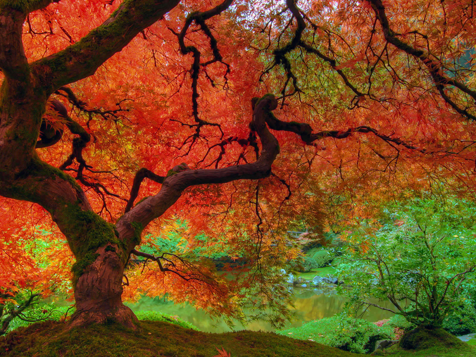 Fall Colors Wallpaper 1600x1200