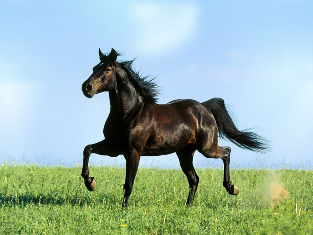 Black Horse Run Wallpaper Hq Nature