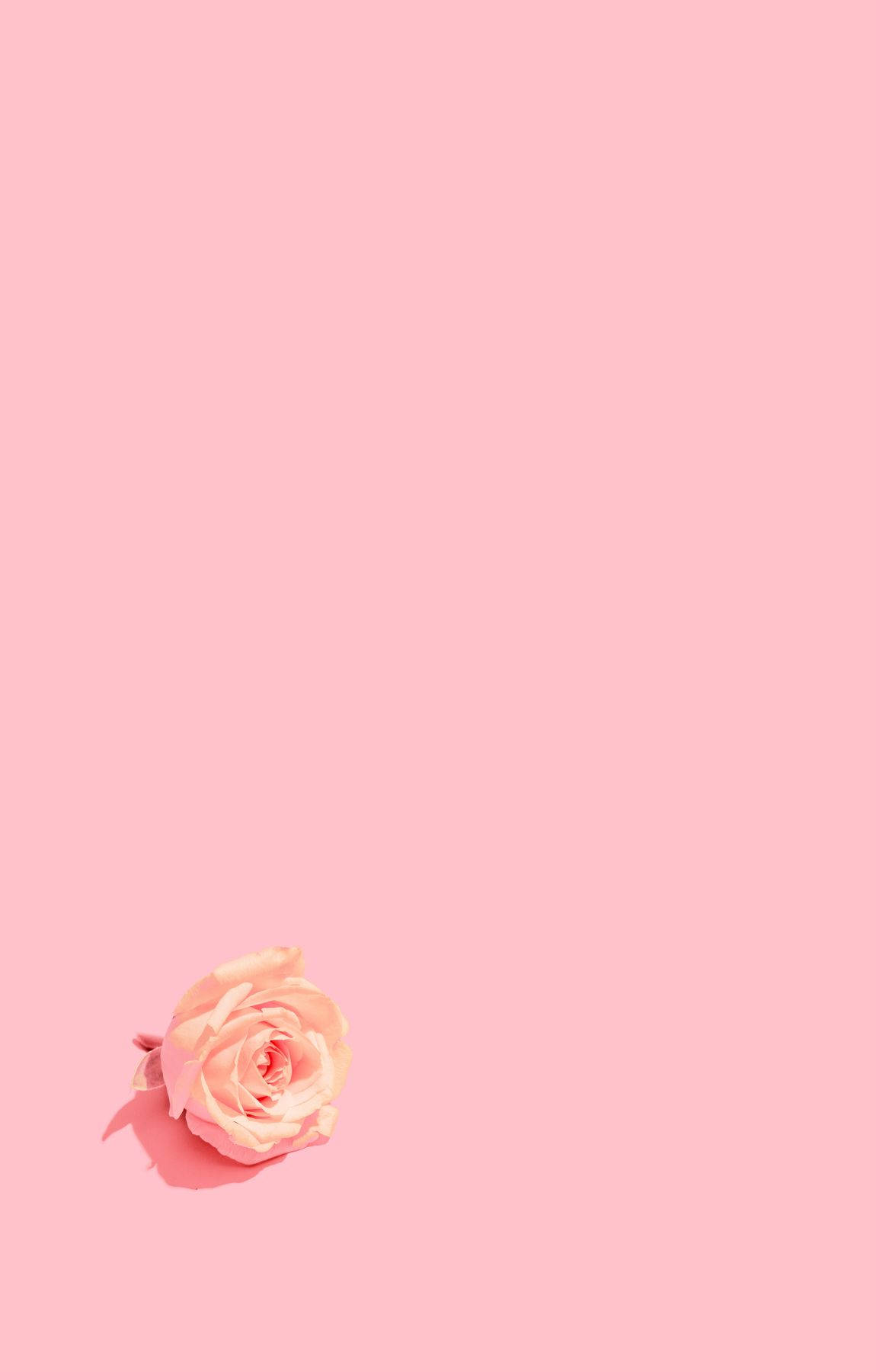 Baby Pink Wallpaper