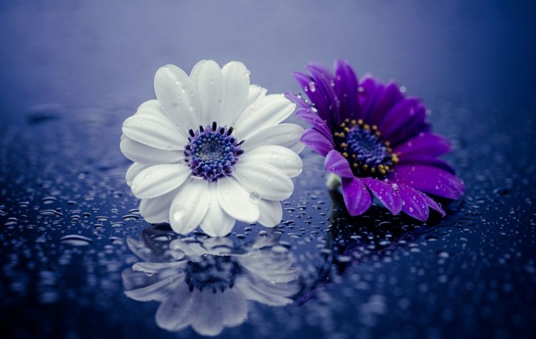Close Up Daisy Flower Purple Water Drop White