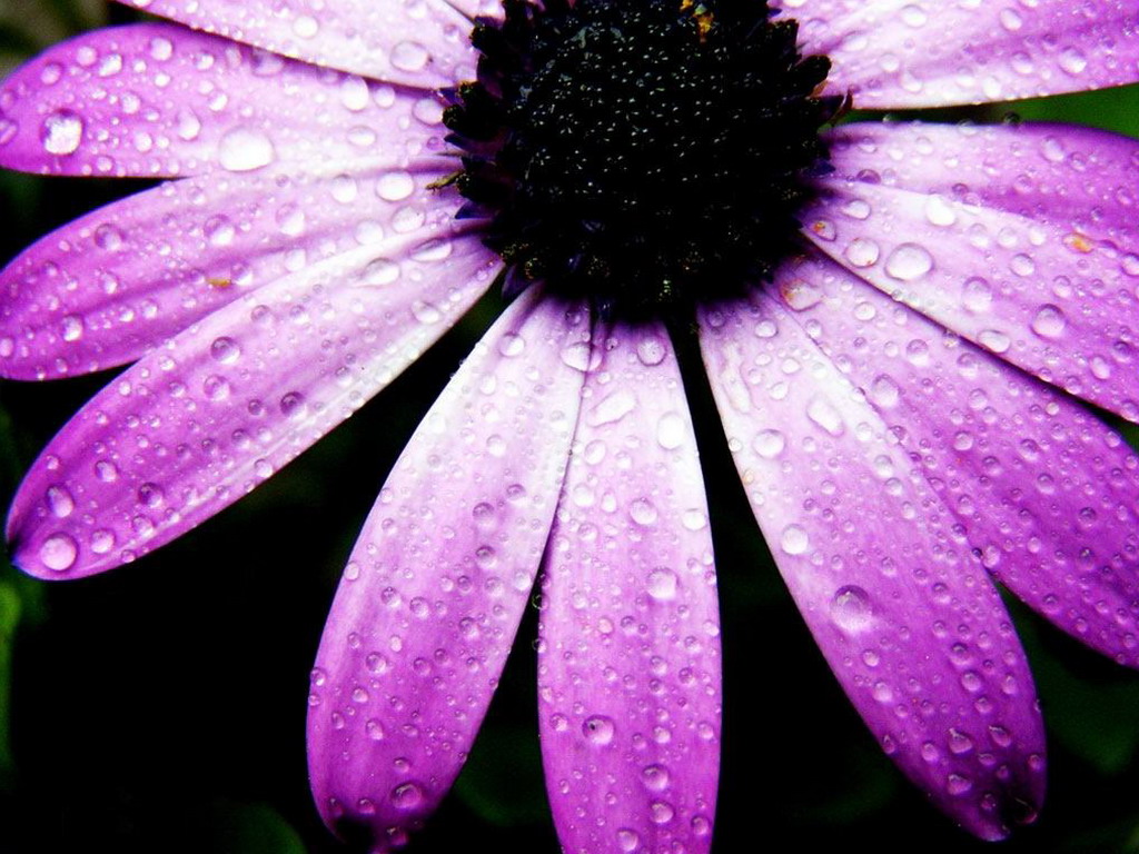 Purple Petals Pictures Screensavers Wallpaper