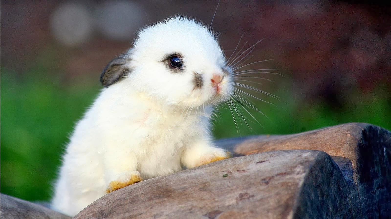  HD Wallpapers Free Downloads Beautiful Baby Rabbits Wallpapers
