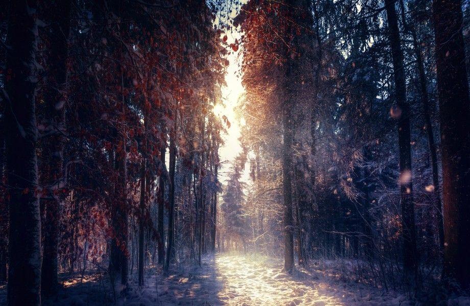 Forest In Winter 4k Ultra HD Wallpaper