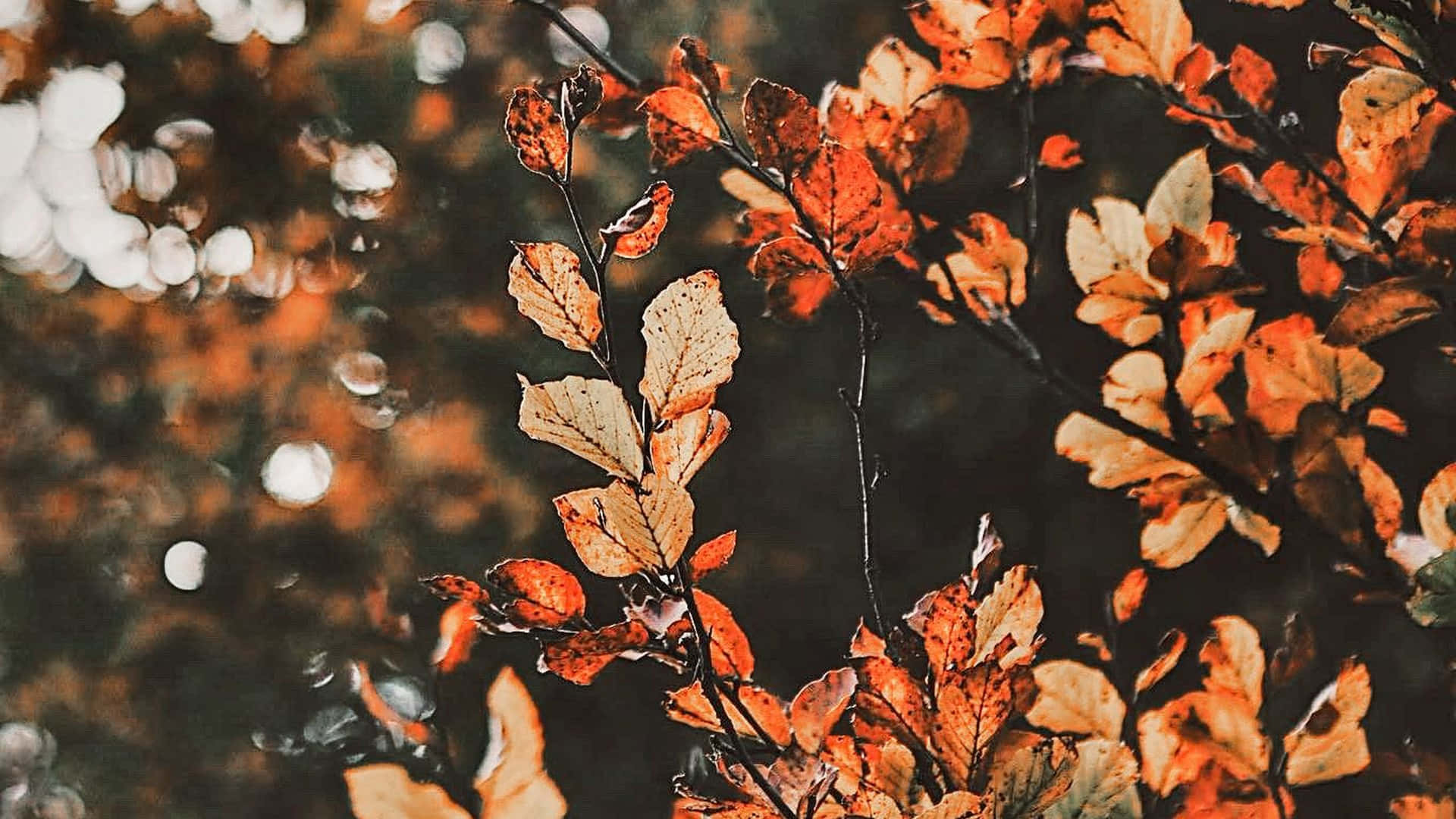 Fall Aesthetic Desktop Wallpaper