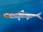 Anchovy Photos And Wallpaper